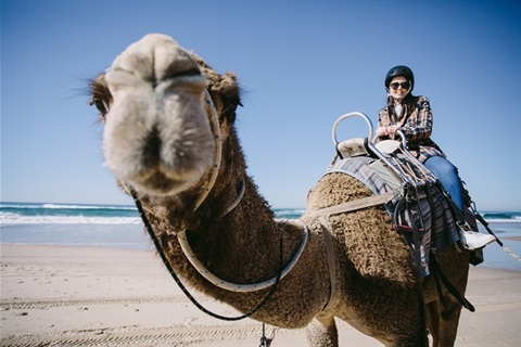 camel wide.jpg