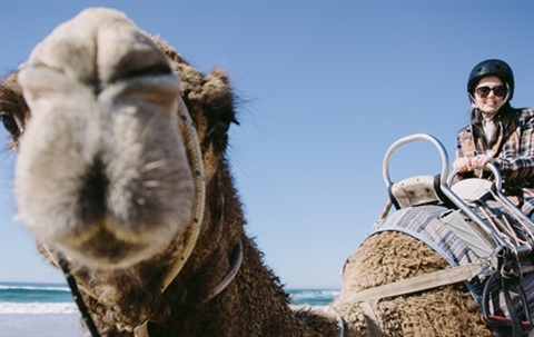 camel normal.jpg